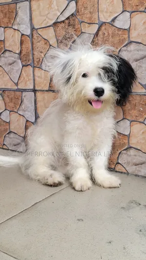 3-6 months Male Purebred Lhasa Apso