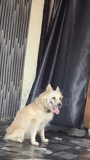 6-12 months Female Purebred American Eskimo