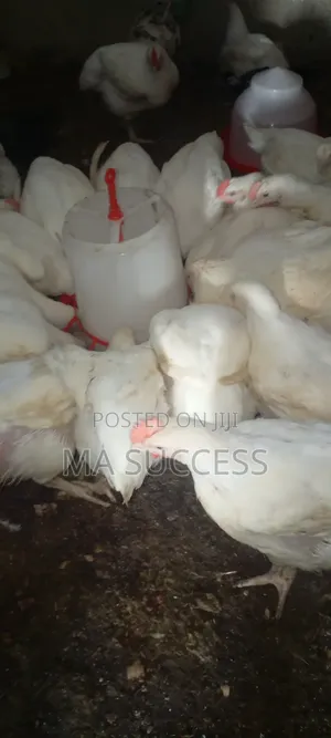 Fresh Live Broiler Chicken for Sales-2.5kg-3kg-Odogunyan-Ikorodu