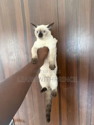 1-3 months Female Purebred Siamese