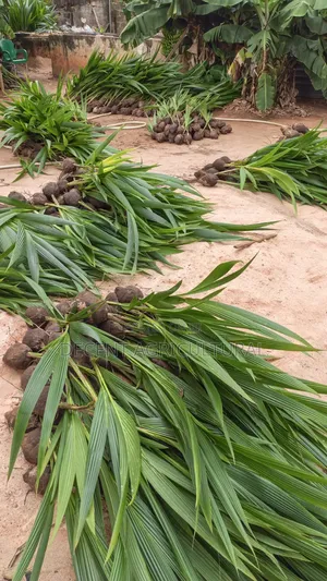 Improved Agric Coconut Seedlings.