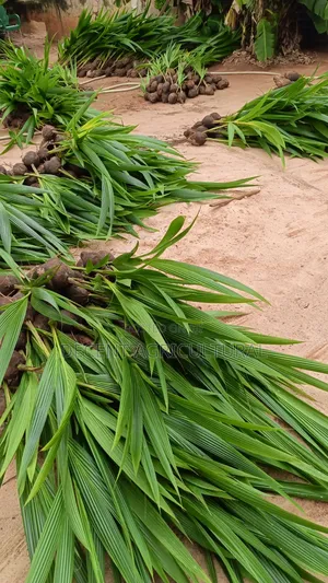 Improved Malaysia Hybrid and Dwarf Coconut Seedlings