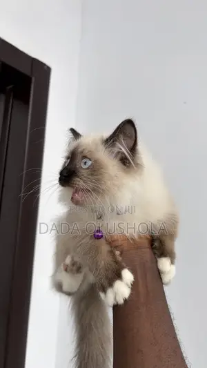 3-6 months Male Purebred Ragdoll