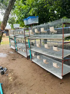 Rabbit Cage 12 Rooms