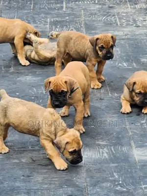 1-3 months Female Purebred Boerboel