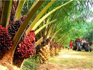 Agro Land for Sale
