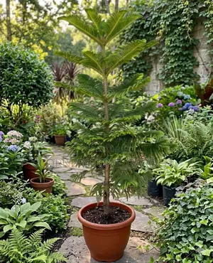 Araucaria Plant ( Christmas Tree)