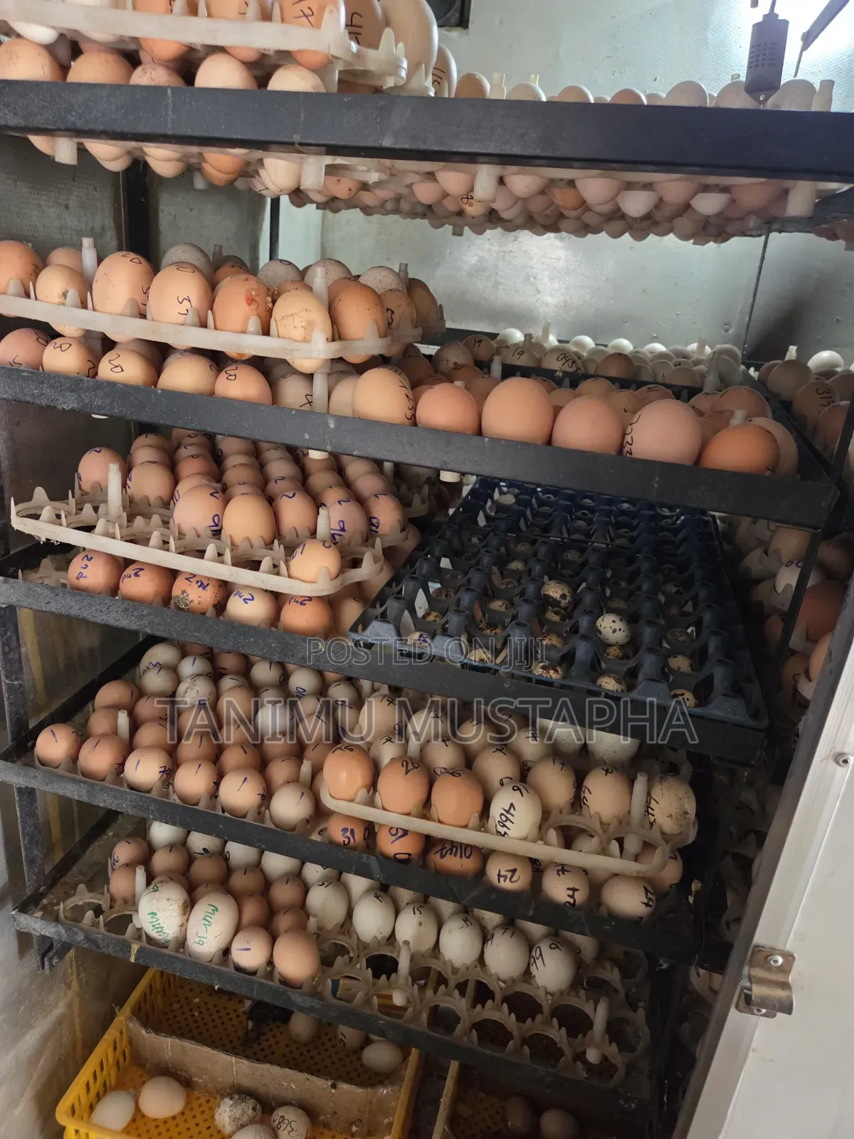 Hatchery Service