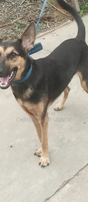 1+ year Male Purebred German Shepherd