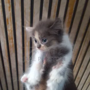1-3 months Female Purebred Persian