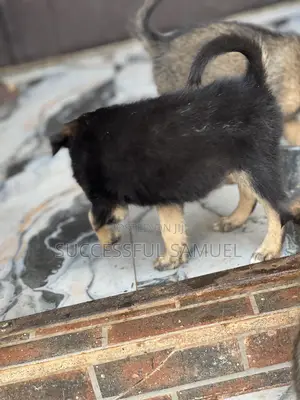 0-1 month Female Purebred German Shepherd