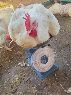 Reva Fresh Chicken.