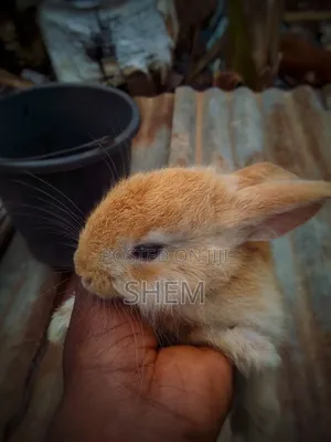 Exotic Rabbit