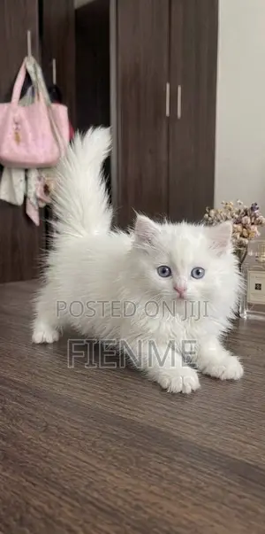 1-3 months Female Purebred Persian