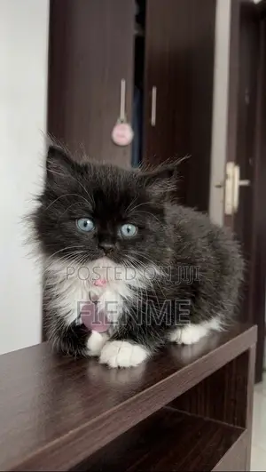 1-3 months Female Purebred Persian