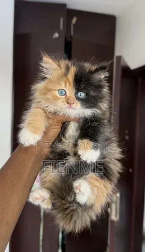 1-3 months Female Purebred Persian