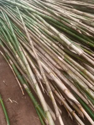 Thick Farm Bamboo