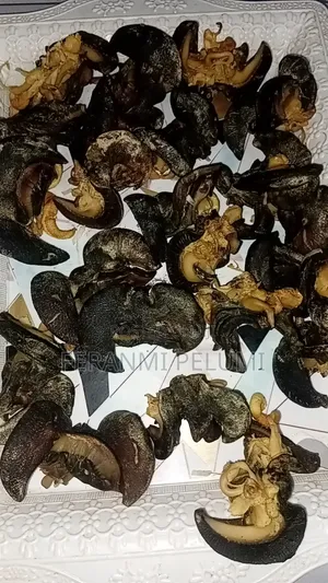 Dry Snail and Fresh Snail