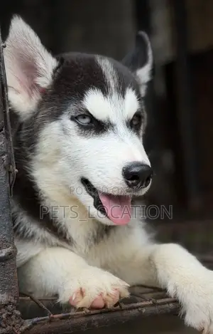1-3 months Male Purebred Siberian Husky