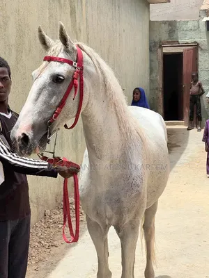 Male Standard Horse
