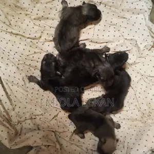 0-1 month Female Purebred German Shepherd