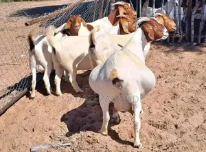 Livestock Farming