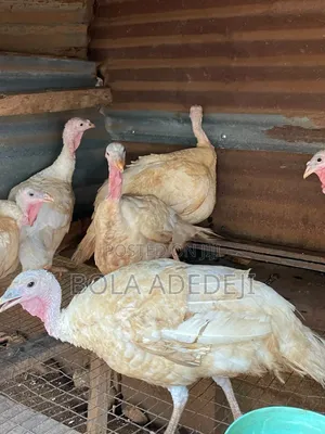 Laying Female Turkey