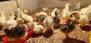 A Day Old Turkey