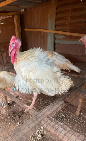 Male Turkey