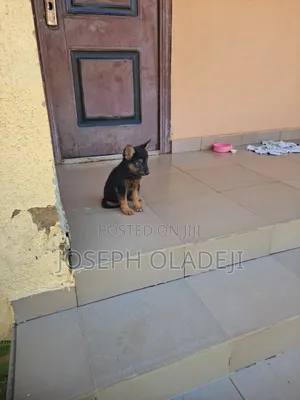 1-3 months Female Purebred German Shepherd