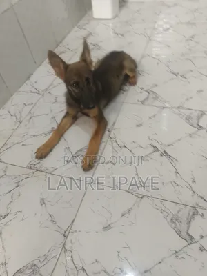 1-3 months Male Purebred German Shepherd