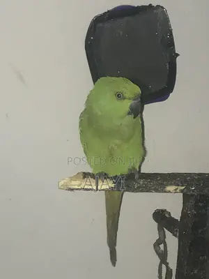 Parrots Ringneck