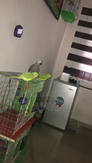 Parrots Ringneck