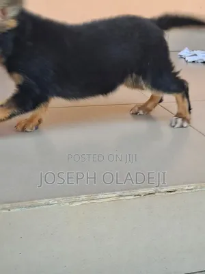 1-3 months Female Purebred German Shepherd