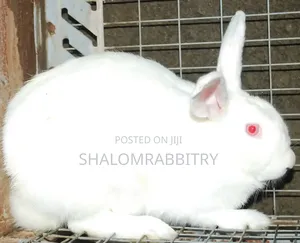 Matured Rabbit Available in Abuja