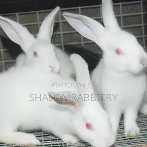 Weaners Rabbit Available