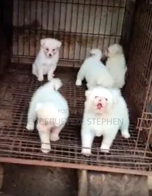 1-3 months Female Purebred American Eskimo