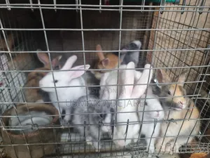 Strong and Healthy Rabbits