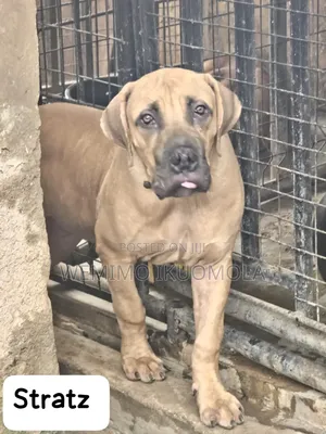 3-6 months Male Purebred Boerboel