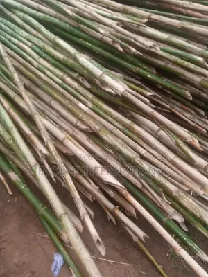 Bambooza Bamboos