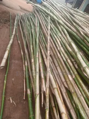 Bambooza Bamboos