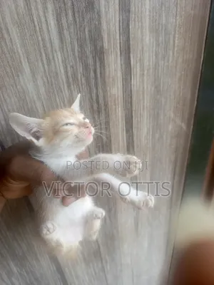 0-1 month Female Purebred American Shorthair