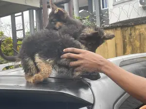 1-3 months Male Purebred German Shepherd