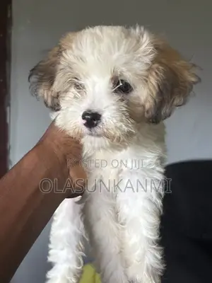 1-3 months Female Purebred Lhasa Apso
