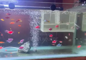 Tetra Fish