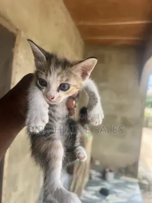 1-3 months Female Mixed Breed American Shorthair