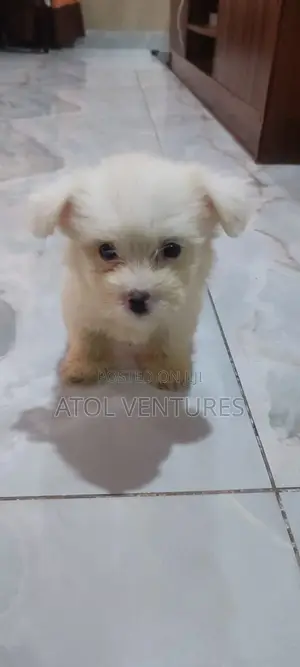 1-3 months Male Mixed Breed Lhasa Apso