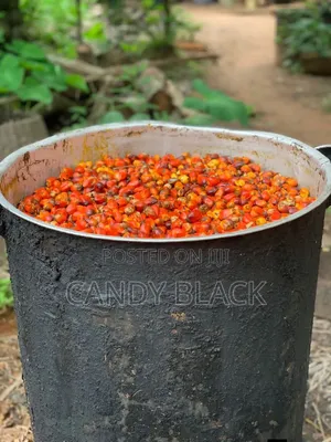 Fresh Palm Oil