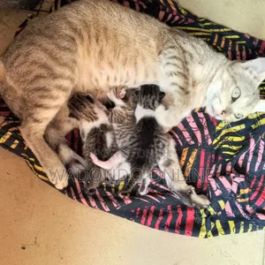 0-1 month Female Purebred Cat