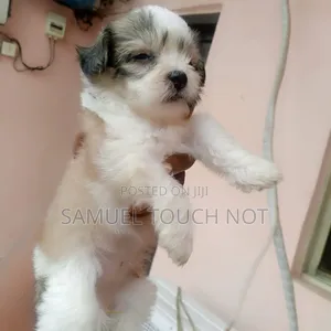 1-3 months Male Purebred Lhasa Apso